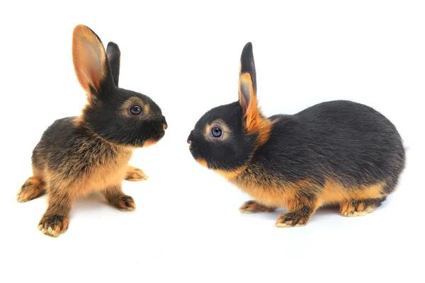 Twee bruin konijnen — Stockfoto