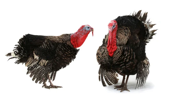 Turkeys — Stock Photo, Image