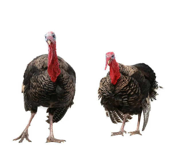 Turkeys — Zdjęcie stockowe