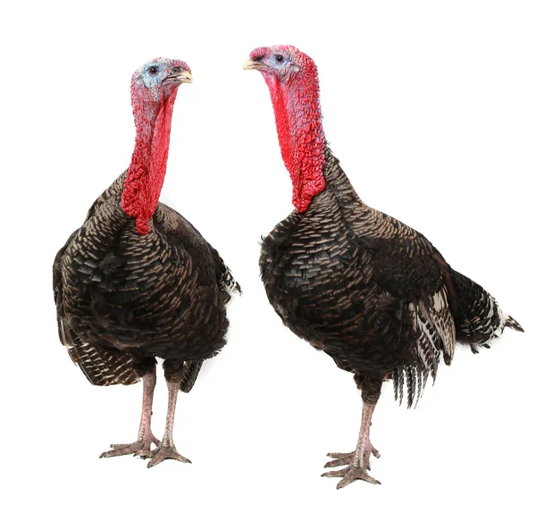 Turkeys — Stock Photo, Image