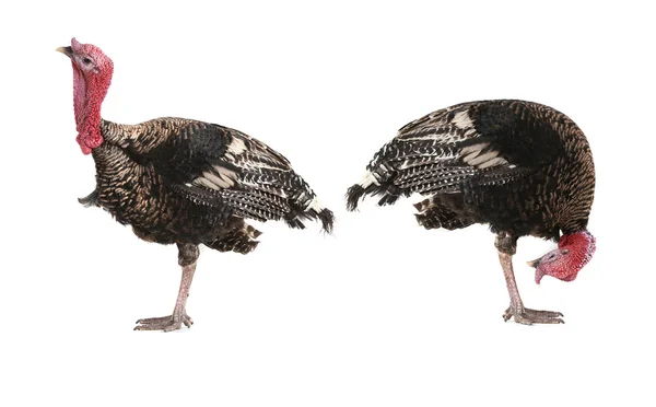 Turkeys — Stock Photo, Image