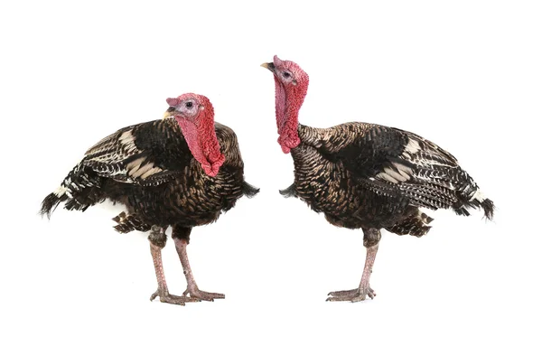 Turkeys — Stock Photo, Image