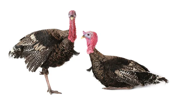 Turkeys — Zdjęcie stockowe