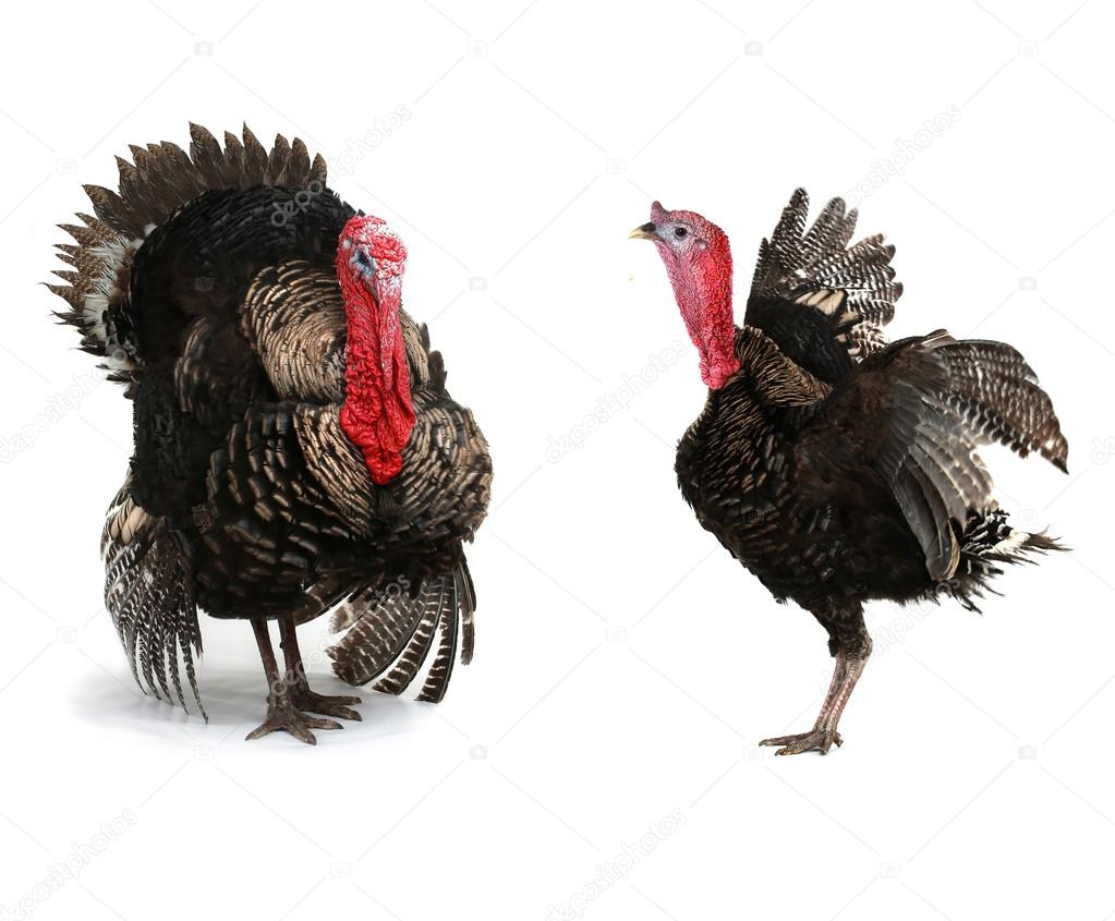 Turkeys