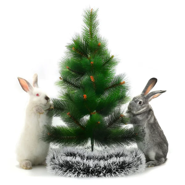 Christmas rabbits — Stock Photo, Image