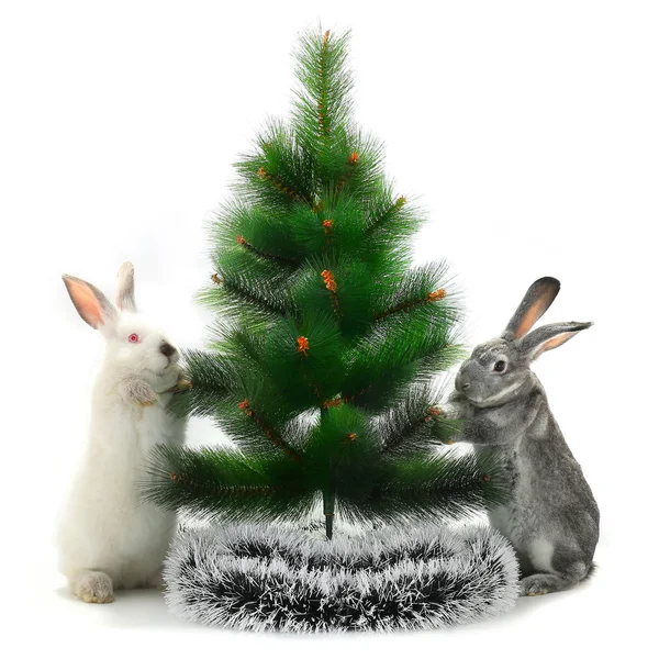 Lapins de Noël — Photo