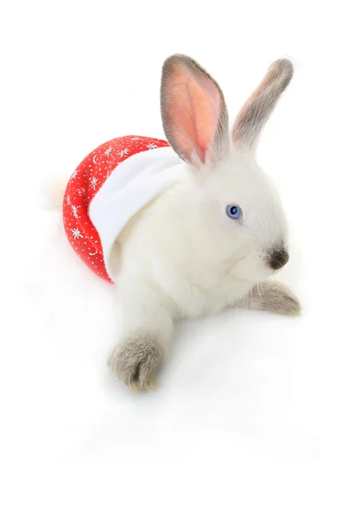 Rabbit with santa cap — Stock Photo, Image