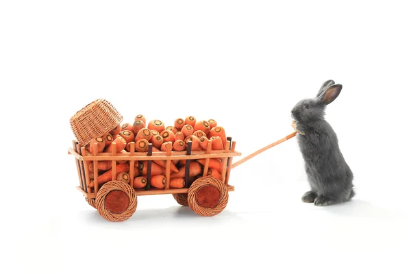 Conejo con zanahorias — Foto de Stock