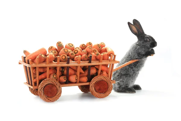 ニンジンとウサギ — ストック写真