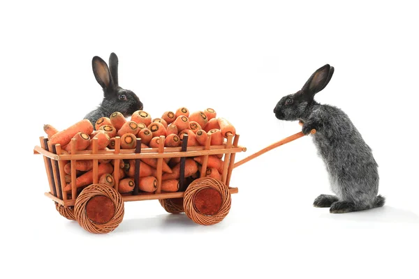 ニンジンとウサギ — ストック写真