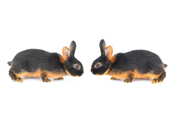 Two brown rabbits — Stock Photo, Image