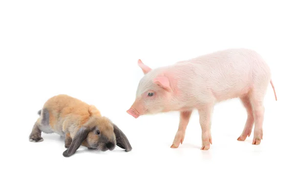 Кролик и свинья — стоковое фото
