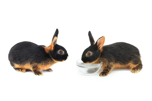 Due conigli marroni — Foto Stock
