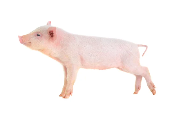 Little  pig — Stock Photo, Image