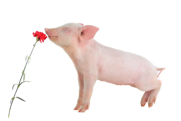Porco cheira a flor — Fotografia de Stock