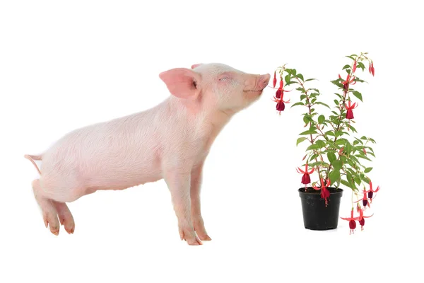Porco cheira a flor — Fotografia de Stock