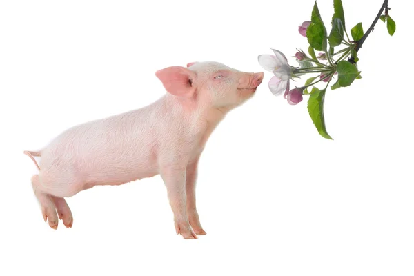 Schwein riecht eine Blume — Stockfoto