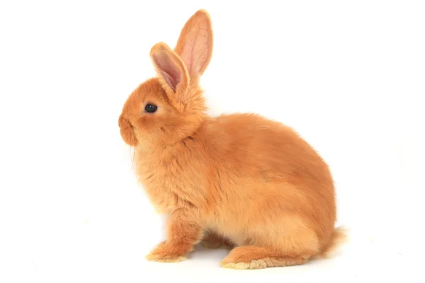 Brown rabbit — Stock Photo, Image