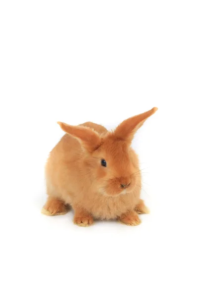 Brown rabbit — Stock Photo, Image