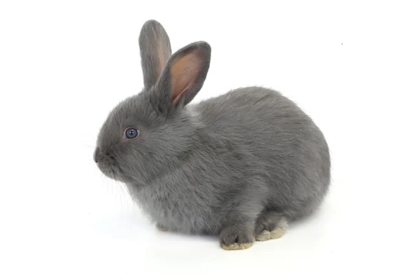 Gray rabbit — Stock Photo, Image