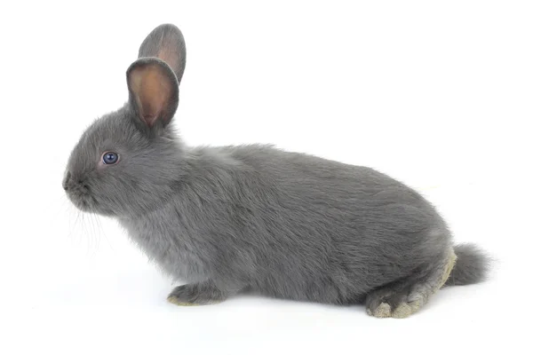 Gray rabbit — Stock Photo, Image