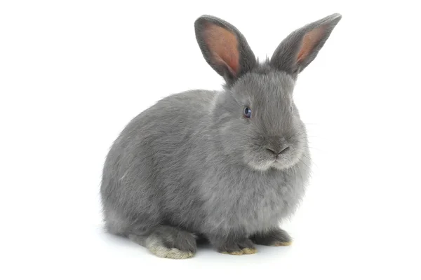 Gray rabbit — Stock Photo, Image