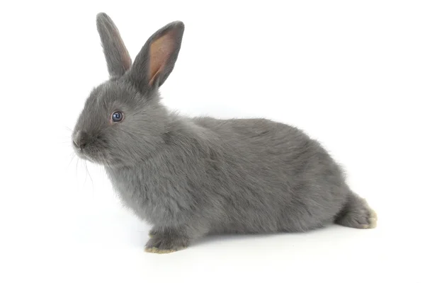 Gray rabbit — Stock Photo, Image