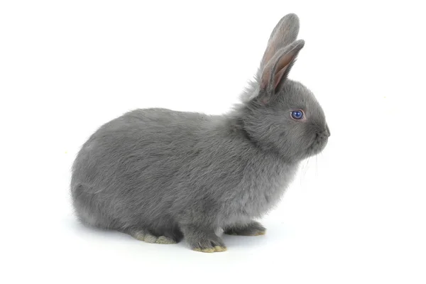 Coniglio grigio — Foto Stock