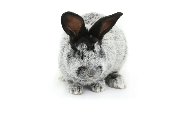 灰兔子 — 图库照片