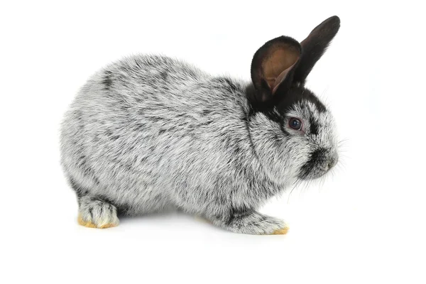 Gray rabbit — Stock Photo, Image