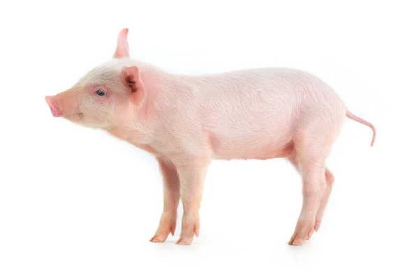 Little pig — Stock Photo, Image