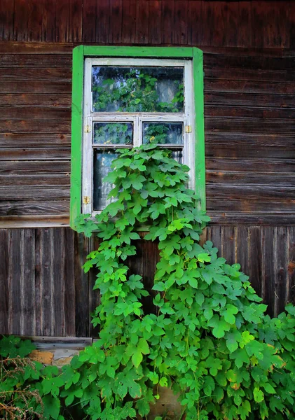 Bladeren groeide ik huis — Stockfoto