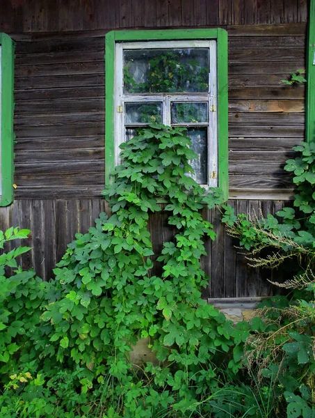 Bladeren groeide ik huis — Stockfoto