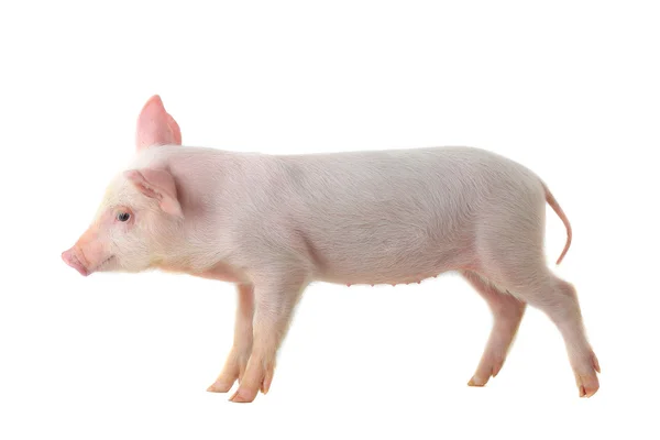 Porc mic — Fotografie, imagine de stoc