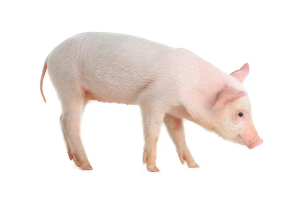 Little pig — Stock Photo, Image