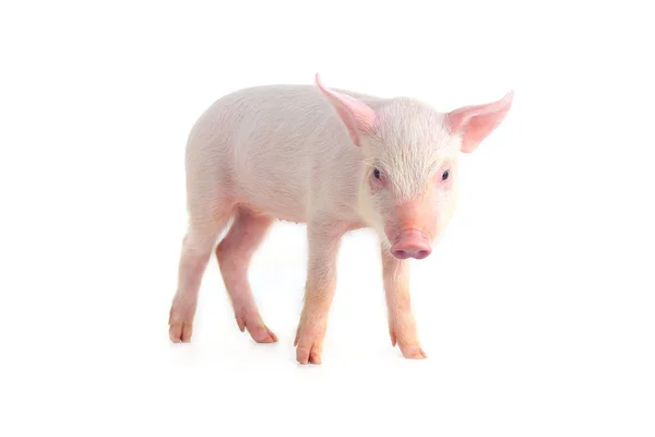 Little pig — Stock Photo, Image