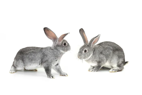 İki gri tavşan — Stok fotoğraf