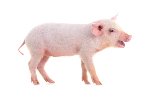 Cerdito. — Foto de Stock