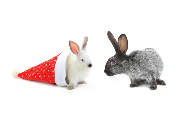 Rabbits  with santa cap — Stock Photo, Image