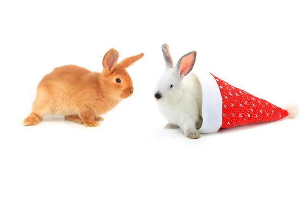 Conejos con gorra santa — Foto de Stock