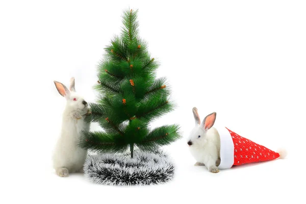 Christmas rabbits — Stock Photo, Image