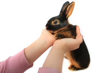 eller üzerinde kahverengi tavşan