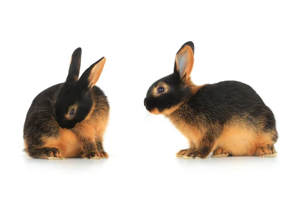 Two brown rabbits — Stock Photo, Image