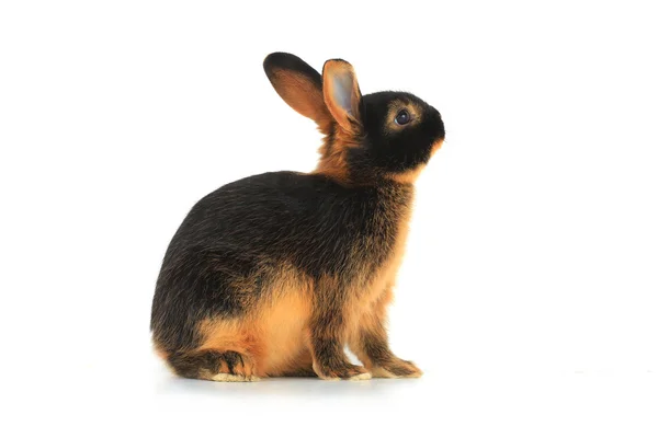 Brązowy królik — Zdjęcie stockowe