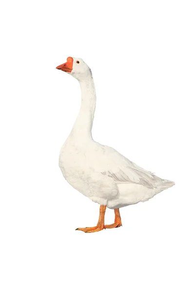 Goose — Stock Photo, Image