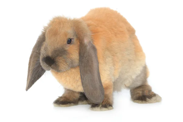 茶色ウサギ — ストック写真