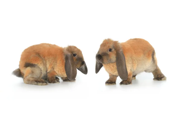 2 つの茶色ウサギ — ストック写真