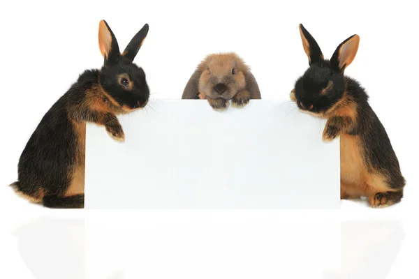 Kaninchen mit Blatt für ein Textschreiben — Stockfoto