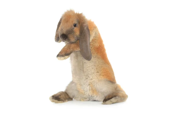 Tavşan — Stok fotoğraf
