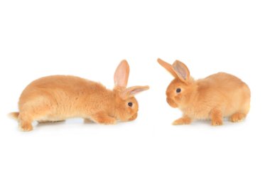 İki kahverengi tavşan